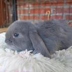 Franse hangoren, Meerdere dieren, Groot, Hangoor, 0 tot 2 jaar