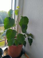 Exotische plant, Ophalen, Halfschaduw, Minder dan 100 cm