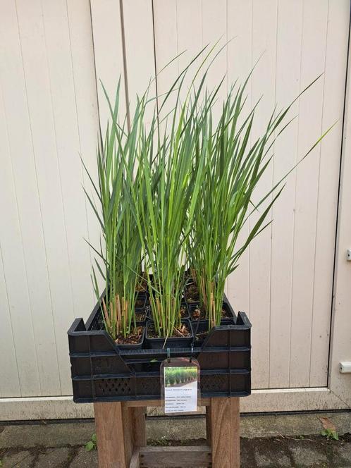 Mooie, Volle panicum virgatum "Northwind" (Vingergras), Tuin en Terras, Planten | Tuinplanten, Ophalen