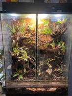 Mooi paludarium helemaal compleet, Dieren en Toebehoren, Reptielen en Amfibieën | Toebehoren, Ophalen of Verzenden, Terrarium of Paludarium