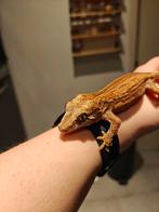 0.1 gargoyle gekko, Dieren en Toebehoren, Hagedis, 0 tot 2 jaar