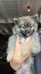 Pomsky puppy van 11 weken zoekt nieuw warm thuis, Overige rassen, CDV (hondenziekte), 8 tot 15 weken, Teef
