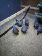 Broed eieren van amrock kriel, Dieren en Toebehoren, Pluimvee, Geslacht onbekend, Kip