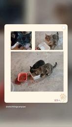 Wie geeft deze broertjes een liefdevol leven?, Kater, 0 tot 2 jaar