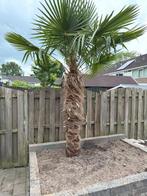 Trachycarpus fortunei palmboom stam 190 cm, wintervast, Tuin en Terras, Planten | Bomen, Ophalen, Volle zon, Palmboom, 100 tot 250 cm