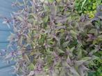 Eupatorium rugosum chocolate, Tuin en Terras, Planten | Struiken en Hagen, Ophalen, Minder dan 100 cm