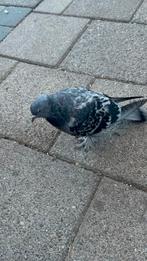 Iemand zn duif kwijt?, Dieren en Toebehoren, Vermiste en Gevonden Dieren, Vogel