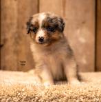 Australian shepherd puppy's, Nederland, 8 tot 15 weken, Meerdere, Meerdere dieren
