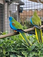 Splender parkieten, Dieren en Toebehoren, Vogels | Parkieten en Papegaaien, Meerdere dieren, Parkiet