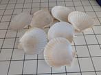 7 stuks sint jacobs schelp schoon, Ophalen, Zo goed als nieuw