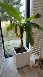Bananenplant (hardy banana - musa basjoo) met elho bloempot, Ophalen, 100 tot 150 cm, Overige soorten, Halfschaduw