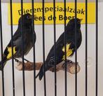 Koppel zwarte sijzen, Meerdere dieren, Geringd
