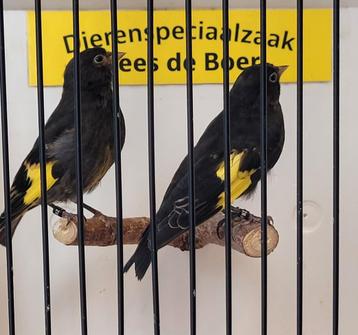 Koppel zwarte sijzen  beschikbaar voor biedingen