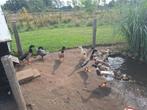 Loopeenden woerden, Dieren en Toebehoren, Pluimvee, Meerdere dieren, Eend