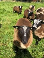 Mooie bonte dekram dek ram groot bont donker, Dieren en Toebehoren, Mannelijk, Schaap, 0 tot 2 jaar