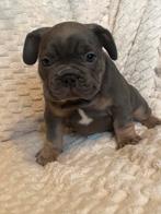 Franse bulldog pups, Dieren en Toebehoren, Honden | Bulldogs, Pinschers en Molossers, CDV (hondenziekte), 8 tot 15 weken, Bulldog
