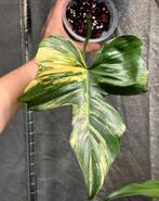 Philodendron Florida Beauty x Mayoi, Ophalen of Verzenden, Halfschaduw, Minder dan 100 cm