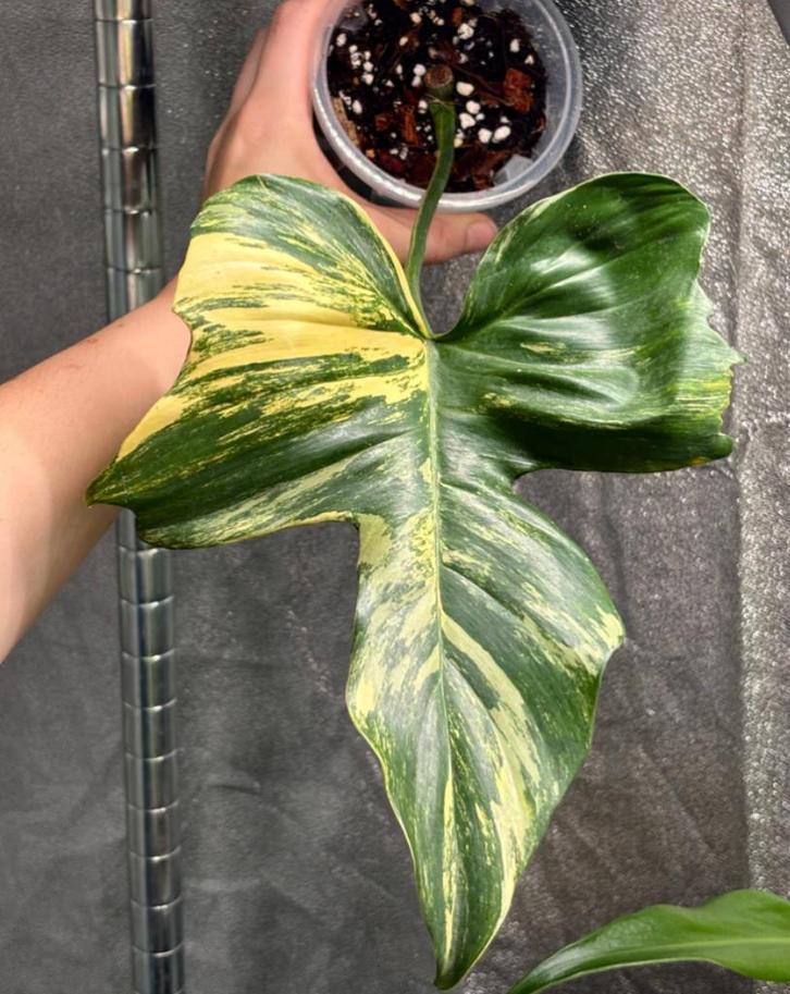 Philodendron Florida Beauty x Mayoi, Huis en Inrichting, Kamerplanten, Minder dan 100 cm, Halfschaduw, Ophalen of Verzenden