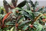 Bucephalandra red, Ophalen, Plant(en), Steen of Hout