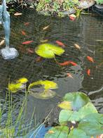 Vijfer vissen meer dan 40 stuks en toebehoren, Ophalen of Verzenden, Zo goed als nieuw