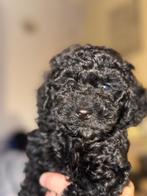 Toypoedel pups te koop, Dieren en Toebehoren, Honden | Chihuahua's en Gezelschapshonden, Poedel, CDV (hondenziekte), 8 tot 15 weken
