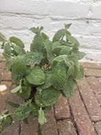 Grapefruitmunt, Ophalen, Volle zon, Groenteplanten, Eenjarig