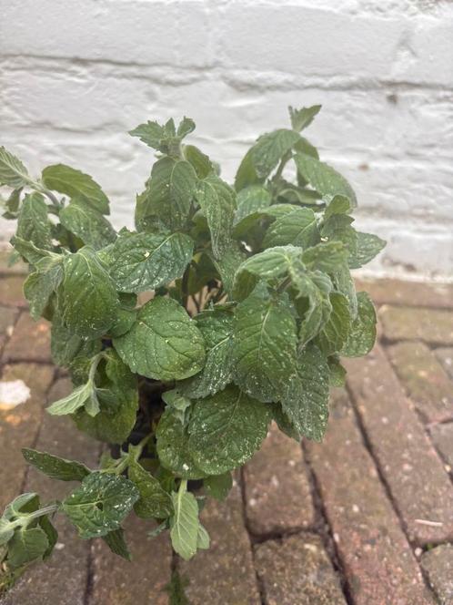 Grapefruitmunt, Tuin en Terras, Planten | Tuinplanten, Eenjarig, Groenteplanten, Volle zon, Zomer, Ophalen