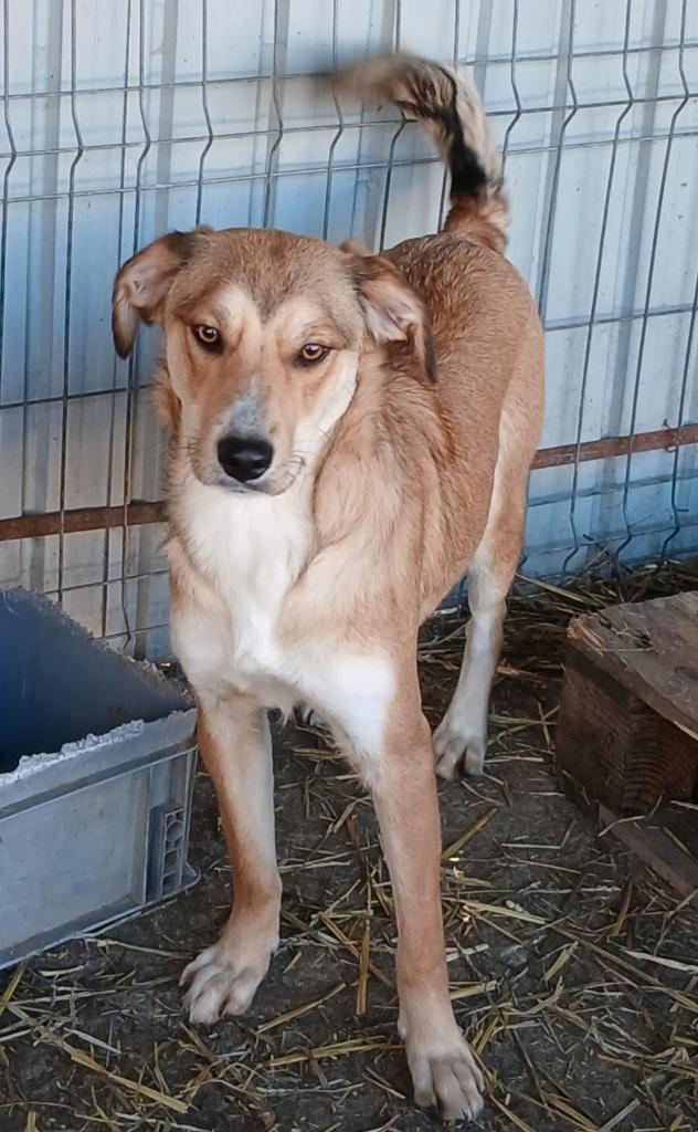 Rana zoekt baasje, Dieren en Toebehoren, Honden | Niet-rashonden, Middel, Teef, Particulier, Eén hond, Buitenland, 15 weken tot 1 jaar