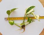 Gewortelde epipremnum pinnatum stekjes, Ophalen of Verzenden, Halfschaduw, Minder dan 100 cm