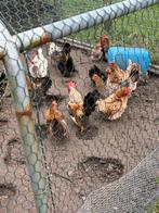 Chabo kippen en hanen te koop, Dieren en Toebehoren, Pluimvee, Meerdere dieren, Kip