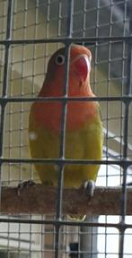 Ficheri opaline, Dieren en Toebehoren, Vogels | Parkieten en Papegaaien, Geslacht onbekend, Dwergpapegaai of Agapornis