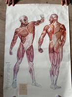 Anatomie poster, Antiek en Kunst, Antiek | Schoolplaten, Ophalen of Verzenden, Natuur en Biologie
