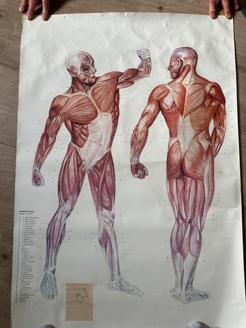 Anatomie poster beschikbaar voor biedingen