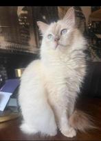 Prachtige ragdoll fawn point poes met stamboom!, Poes, Gechipt, 0 tot 2 jaar