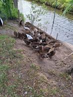 Hollandse kwakertjes, Dieren en Toebehoren, Pluimvee, Meerdere dieren, Eend