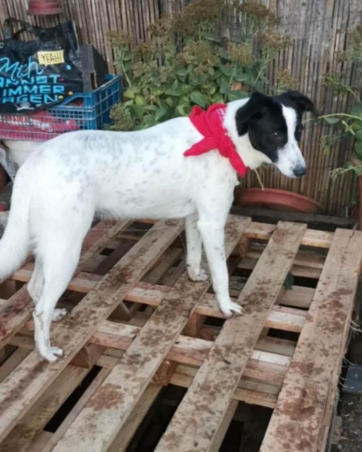 Speedy zoekt baasje, Dieren en Toebehoren, Honden | Niet-rashonden, Middel, Reu, Particulier, Eén hond, Buitenland, 1 tot 2 jaar