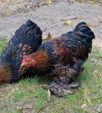 Cochin haan, Dieren en Toebehoren, Mannelijk, Kip