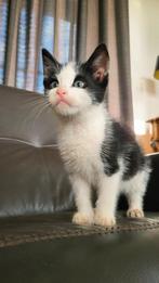 Boerderijkitten, super lief en houd van knuffelen, Dieren en Toebehoren, Katten en Kittens | Overige Katten, Kater
