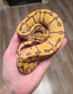 Super Enchi Blackhead Hypo vrouwtje 2025 koningspython, Dieren en Toebehoren, Reptielen en Amfibieën, Slang, 0 tot 2 jaar