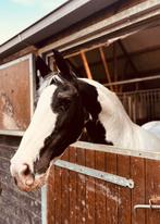 Barock pinto merrie!, Dieren en Toebehoren, Paarden, Merrie, Recreatiepaard