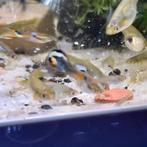 Guppen mix, Dieren en Toebehoren, Vissen | Aquariumvissen, Vis