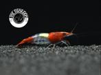 Red rilli neocaridina, Dieren en Toebehoren, Kreeft, Krab of Garnaal