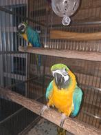 2 ara s  blauwgele en harlygold, Dieren en Toebehoren, Vogels | Parkieten en Papegaaien, Vrouwelijk, Papegaai, Pratend