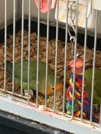 Bewezen koppel agapornissen met jongeb in het blok, Dieren en Toebehoren, Vogels | Parkieten en Papegaaien, Meerdere dieren, Dwergpapegaai of Agapornis