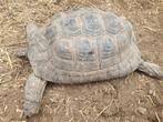 Testudo gracea ibera, Dieren en Toebehoren, Reptielen en Amfibieën, Schildpad, 0 tot 2 jaar