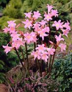 Gezocht amaryllis Belladonna, Ophalen of Verzenden, Zomer, Volle zon