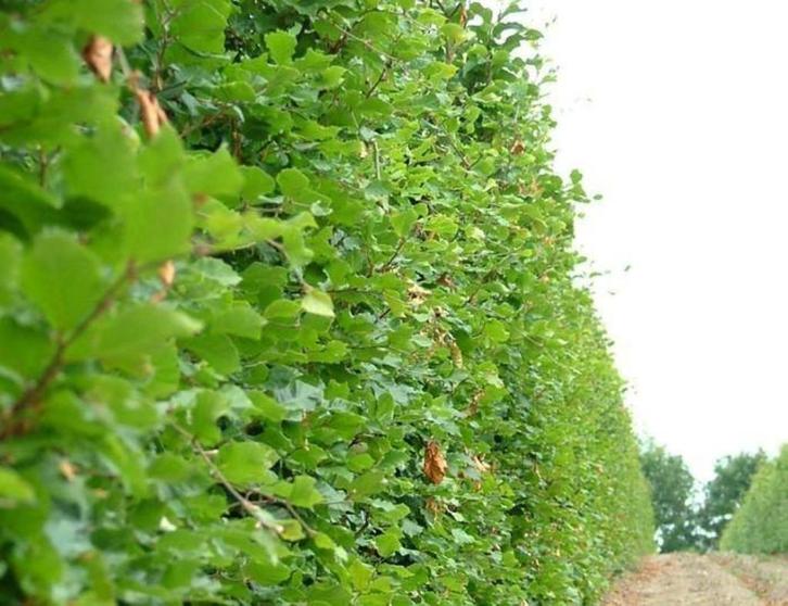 Goedkope groene bladhoudende beukenhagen, beukhaag, haagbeuk, Tuin en Terras, Planten | Struiken en Hagen, Beukenhaag, Ophalen of Verzenden