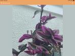 Tradescantia Anouk stekken los of in pot, Ophalen of Verzenden, Overige soorten, In pot, Minder dan 100 cm