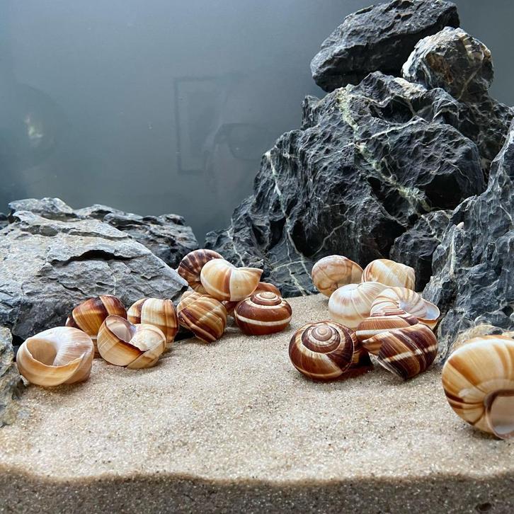 Slakkenhuizen voor in het aquarium, Dieren en Toebehoren, Vissen | Aquaria en Toebehoren, Nieuw, Plant(en), Steen of Hout, Ophalen of Verzenden
