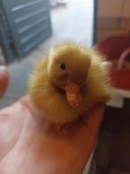 Loopeenden Indische loopeenden fleseenden, Geslacht onbekend, Tropenvogel